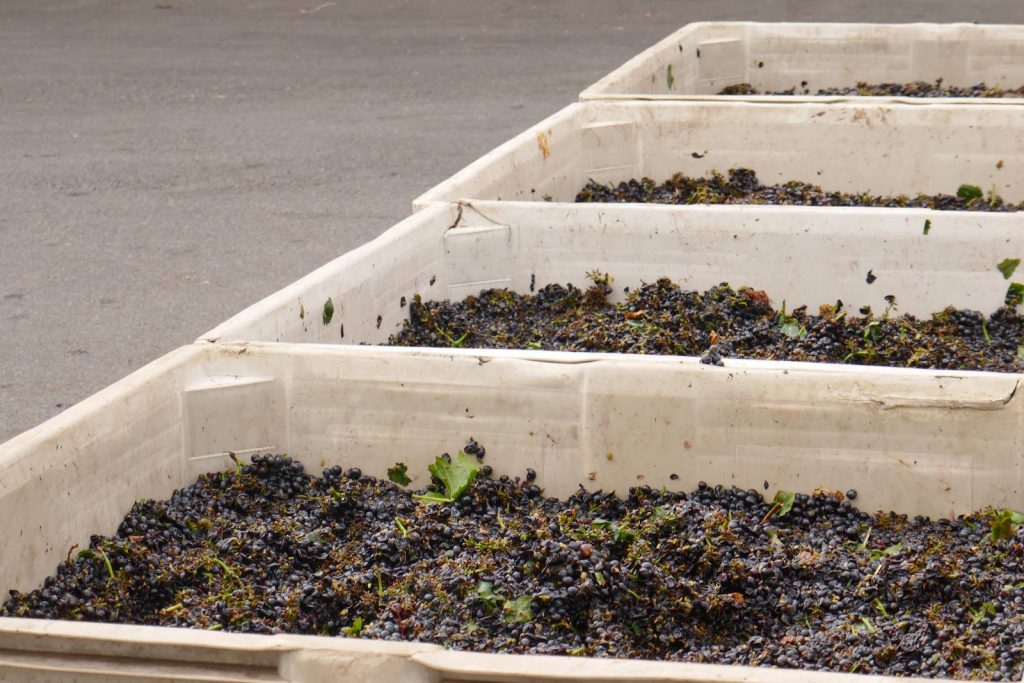 Grape Bins for Winemaker Harvest Season